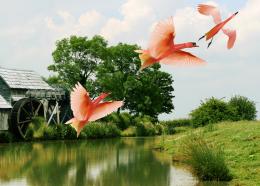 Red Flower Swans